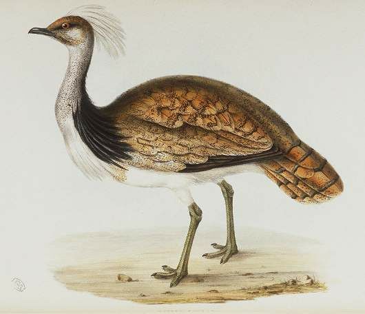 African Houbara