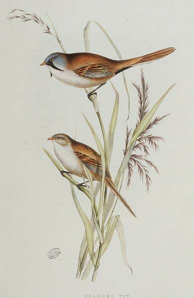 Bearded Reedling