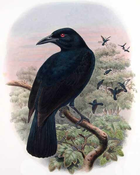 Halmahera Paradise-crow