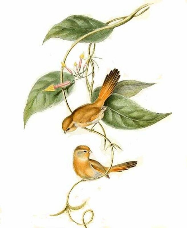 Fulvous Parrotbill