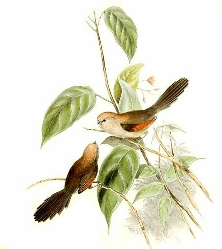 Vinous-throated Parrotbill