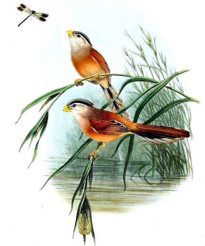 Paradoxornis du Yangtsé