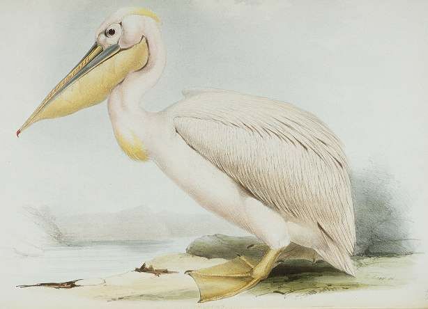 Great White Pelican