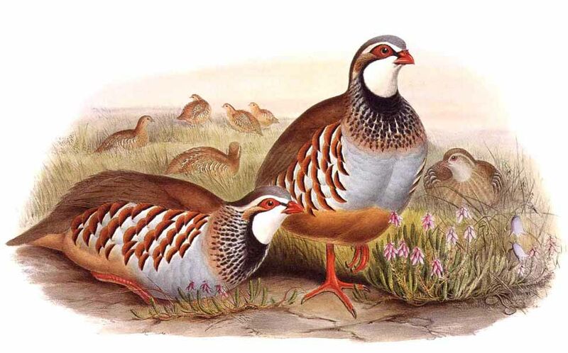 Red-legged Partridge