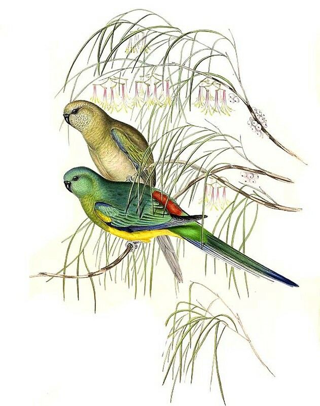 Red-rumped Parrot