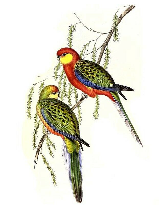 Western Rosella