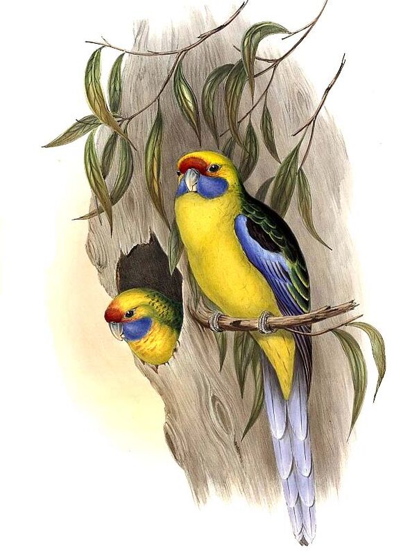 Green Rosella