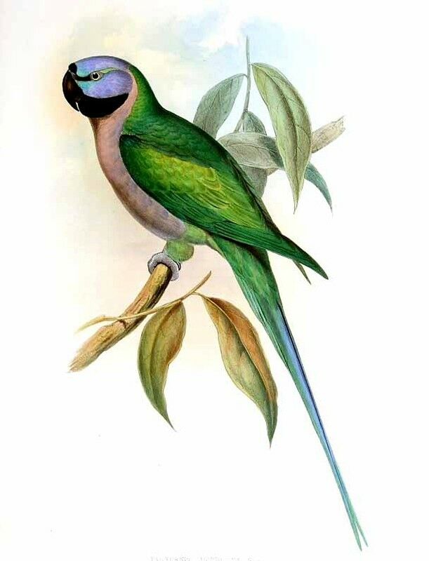 Lord Derby's Parakeet