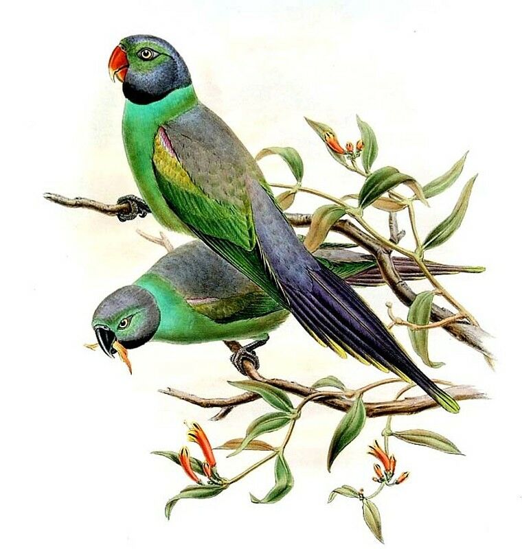 Layard's Parakeet