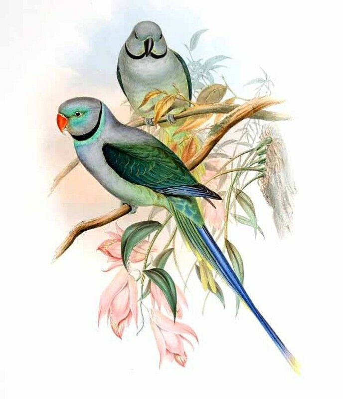 Blue-winged Parakeet