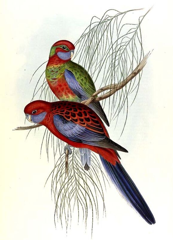 Crimson Rosella