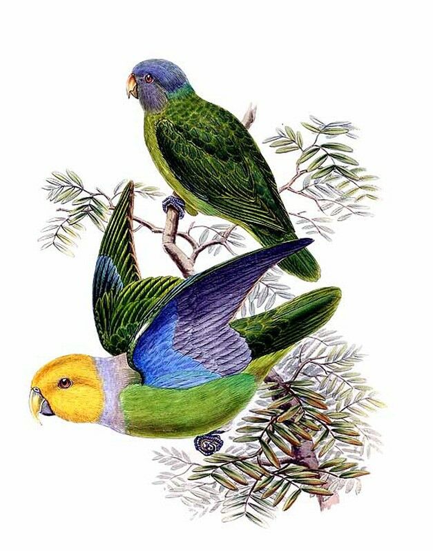 Song Parrot