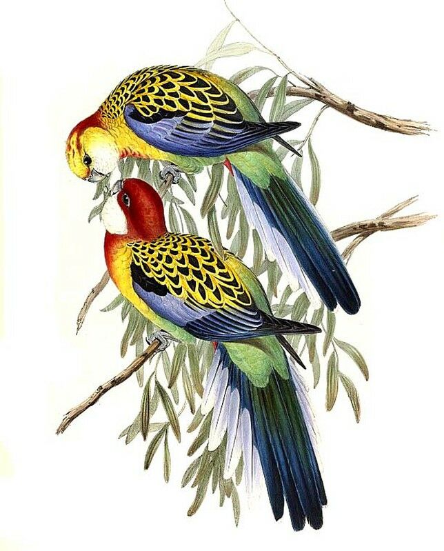 Eastern Rosella