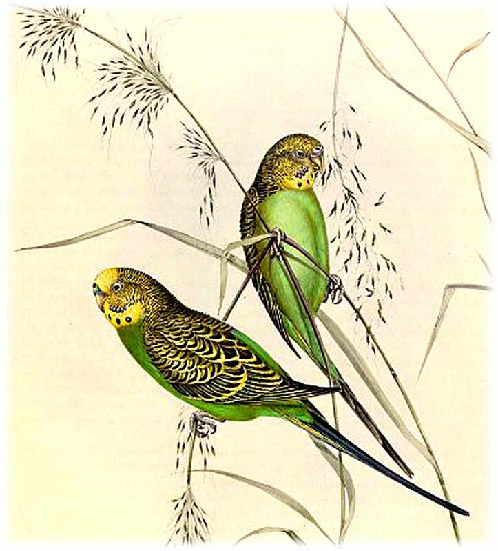 Budgerigar