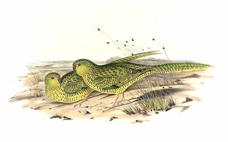 Ground Parrot