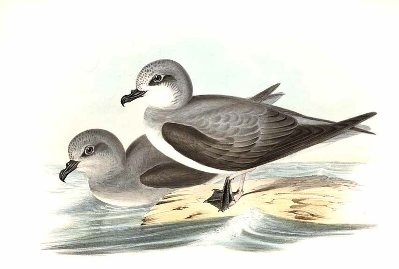 Soft-plumaged Petrel