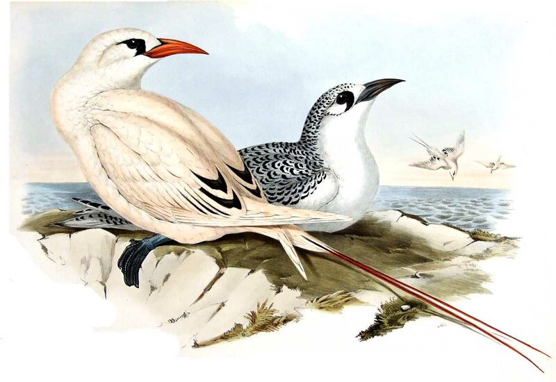 Red-tailed Tropicbird