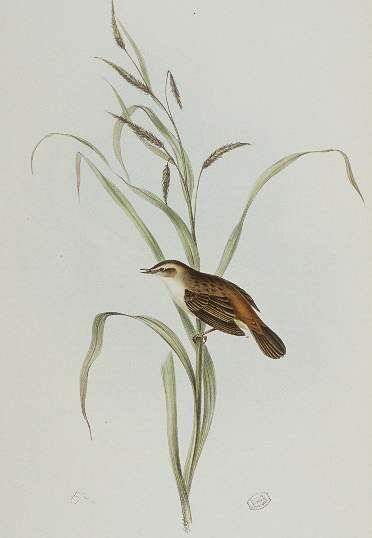 Sedge Warbler