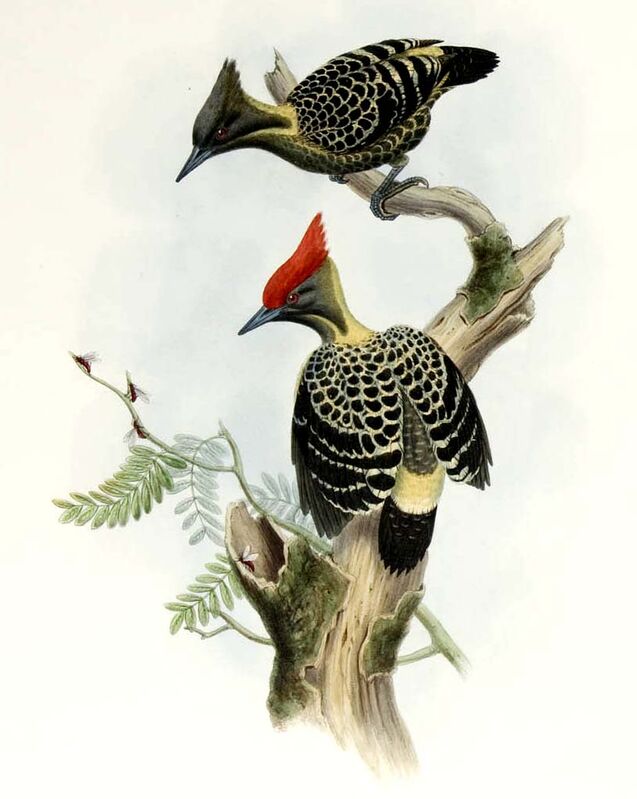 Grey-and-buff Woodpecker