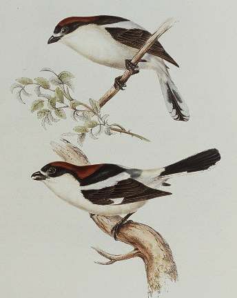 Woodchat Shrike