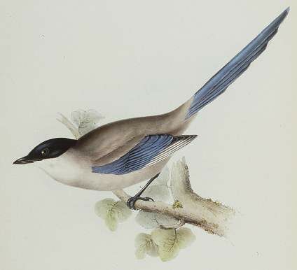 Azure-winged Magpie