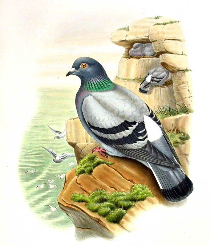 Pigeon biset