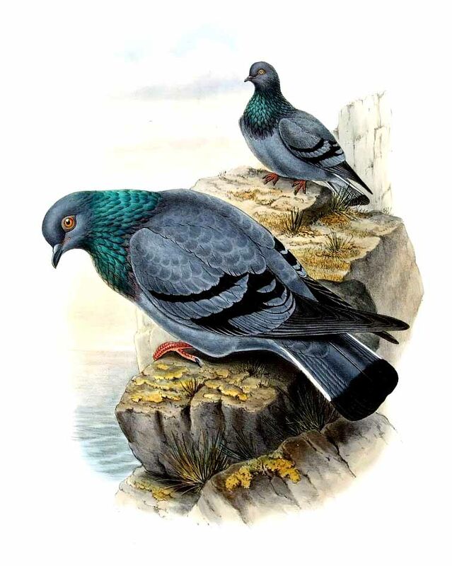 Rock Dove