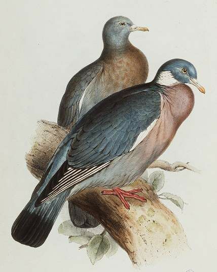 Common Wood Pigeon