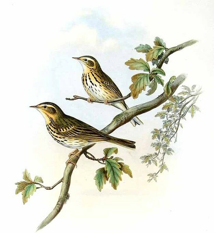 Olive-backed Pipit