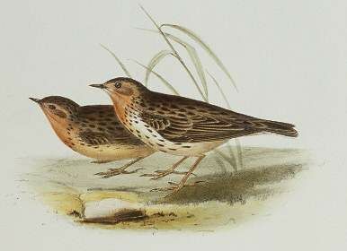 Red-throated Pipit