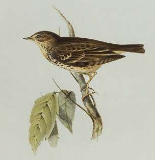 Pipit des arbres