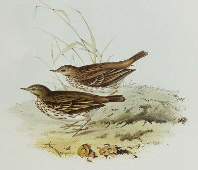 Pipit farlouse