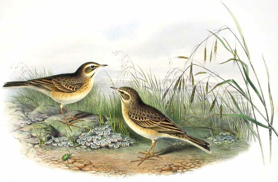 Pipit rousseline