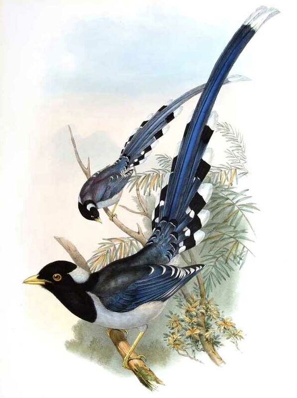 Yellow-billed Blue Magpie