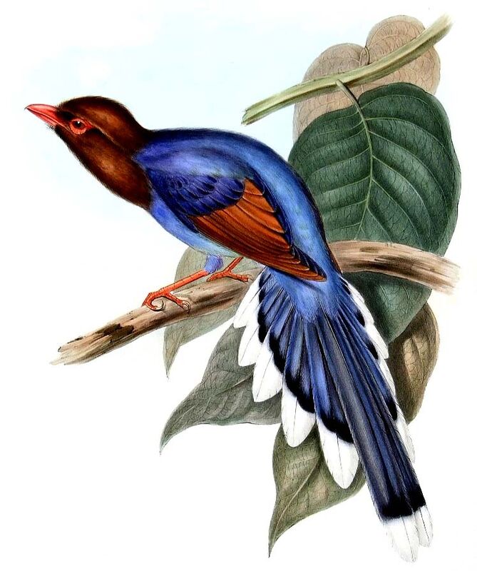 Sri Lanka Blue Magpie