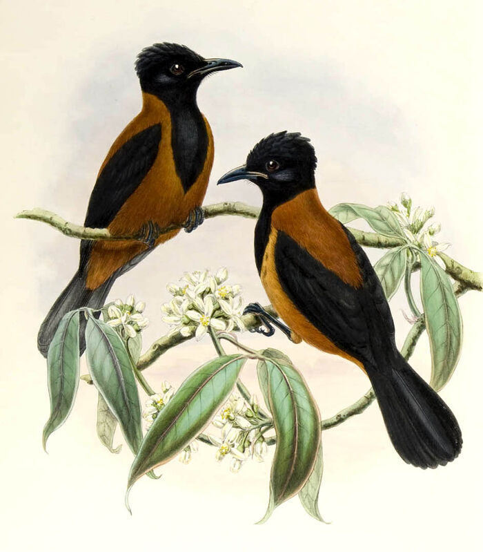 Pitohui variable