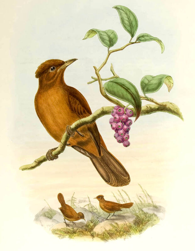 Northern Variable Pitohui