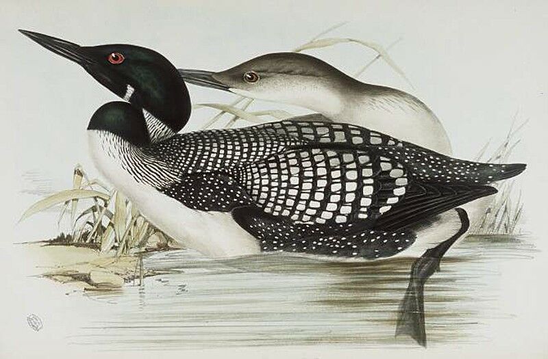 Common Loon