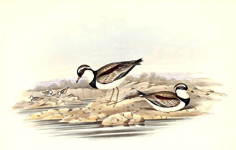 Black-fronted Dotterel