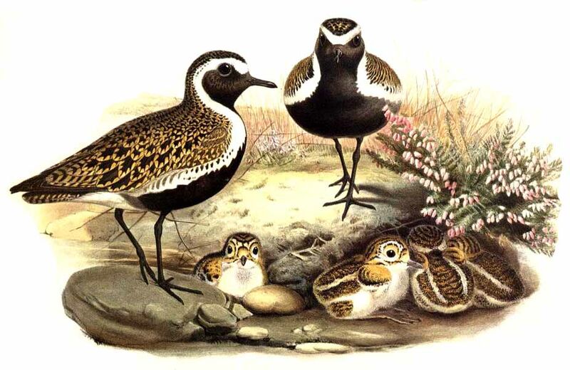 European Golden Plover