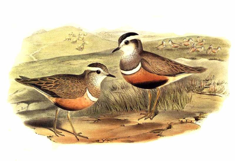 Eurasian Dotterel