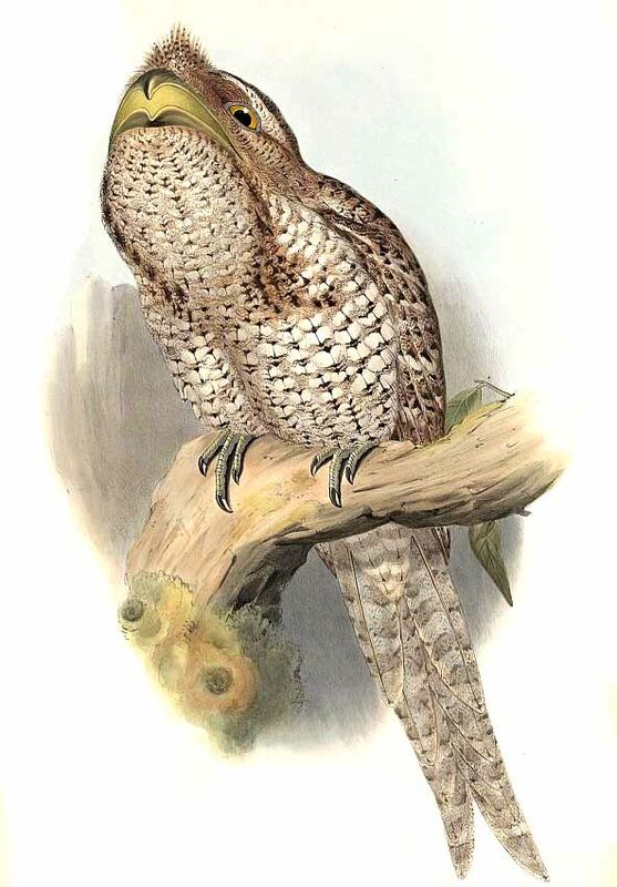 Papuan Frogmouth