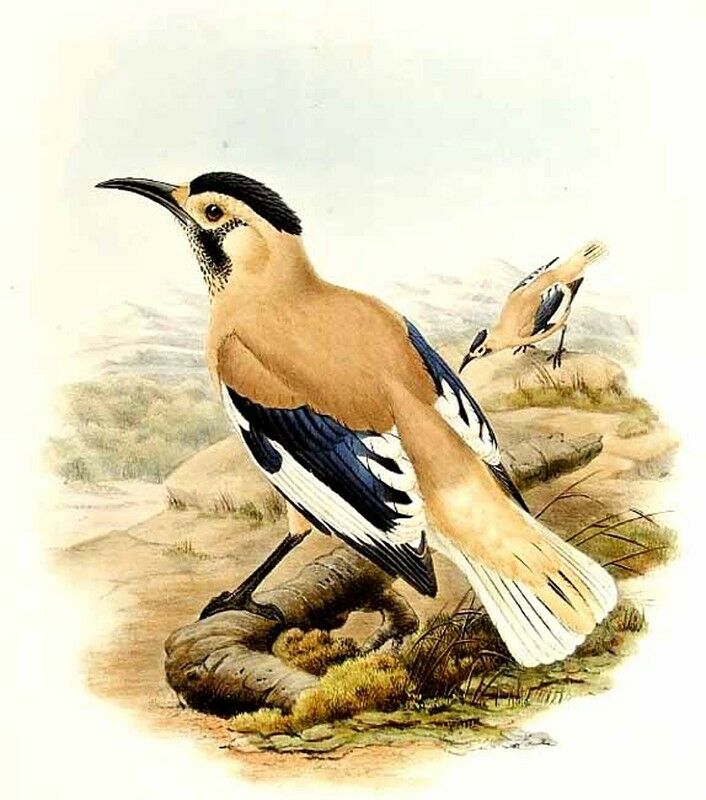 Xinjiang Ground Jay