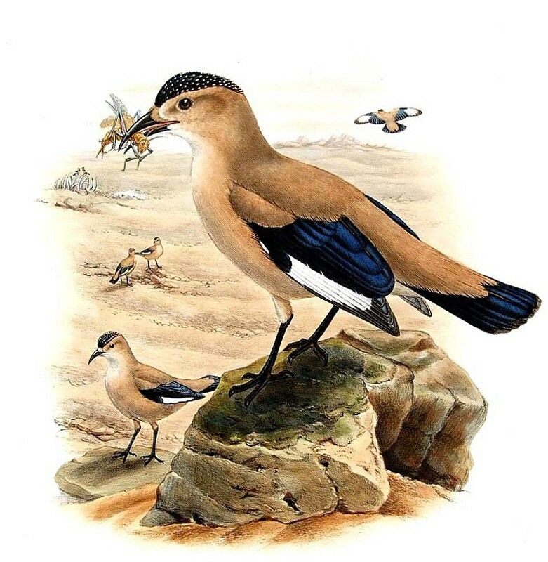 Mongolian Ground Jay