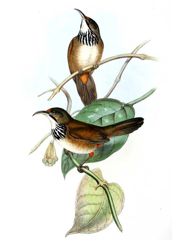 Black-necklaced Scimitar Babbler