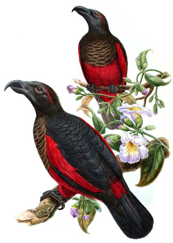 Pesquet's Parrot