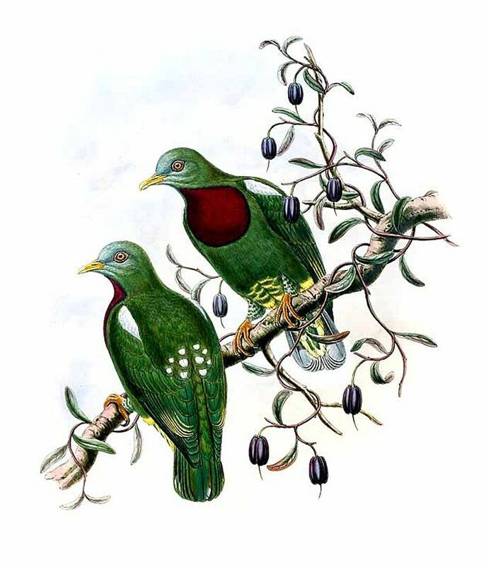 White-headed Fruit Dove