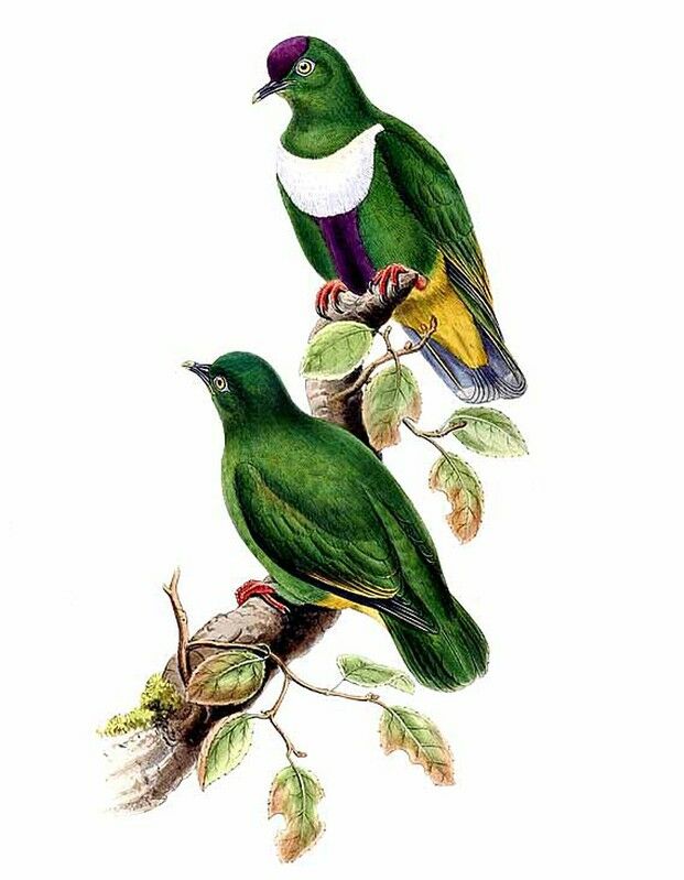 White-bibbed Fruit Dove