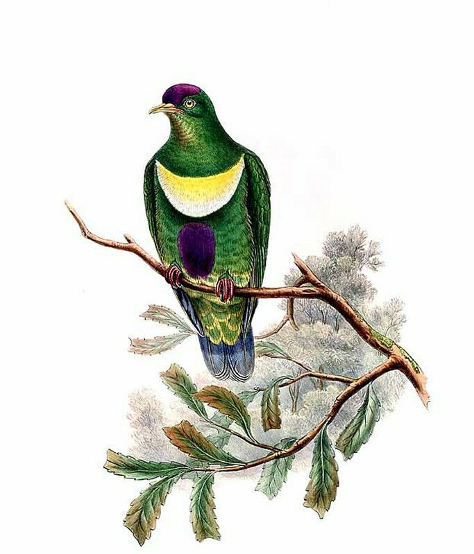 White-bibbed Fruit Dove