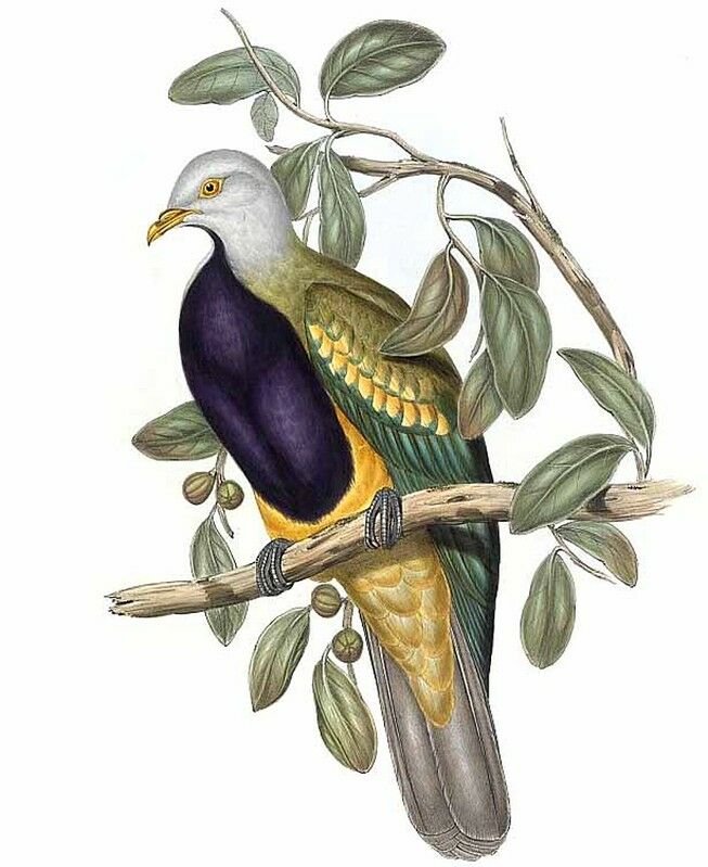 Wompoo Fruit Dove